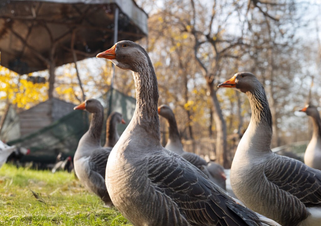 Geese standing in a grassy area, with blurred trees and a shelter in the background. The image highlights their features in a farm setting.
