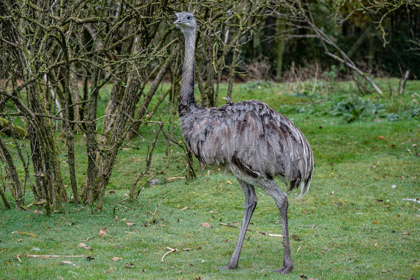 A large gray bird stands in a grassy field.