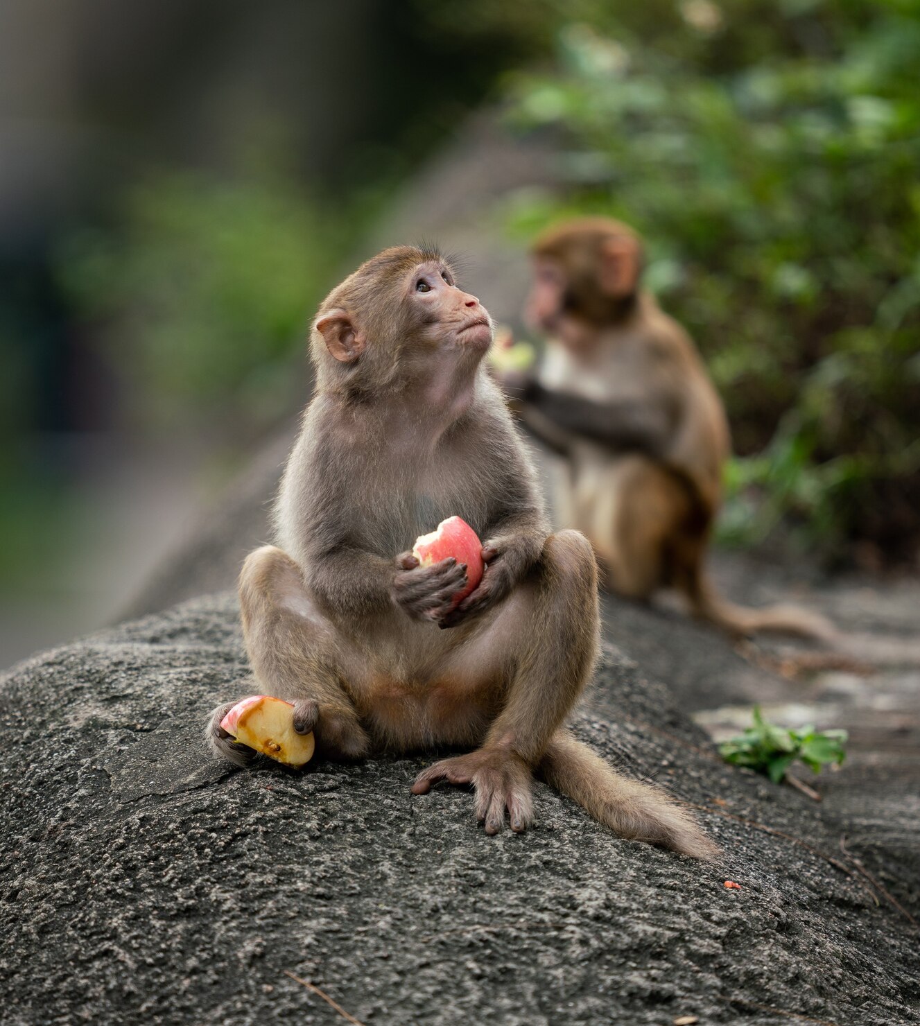 monkeys-eating-fruit