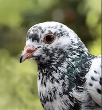 Beautiful Multi Color King pigeon eggs