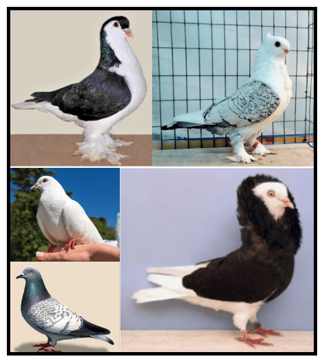 All kinds of Homers and Exotic pigeons