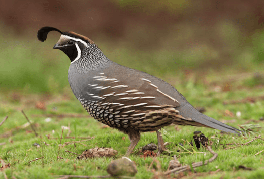 California quail standing on green grass, showcasing its distinctive tufted topknot, speckled plumage, and bold facial markings.