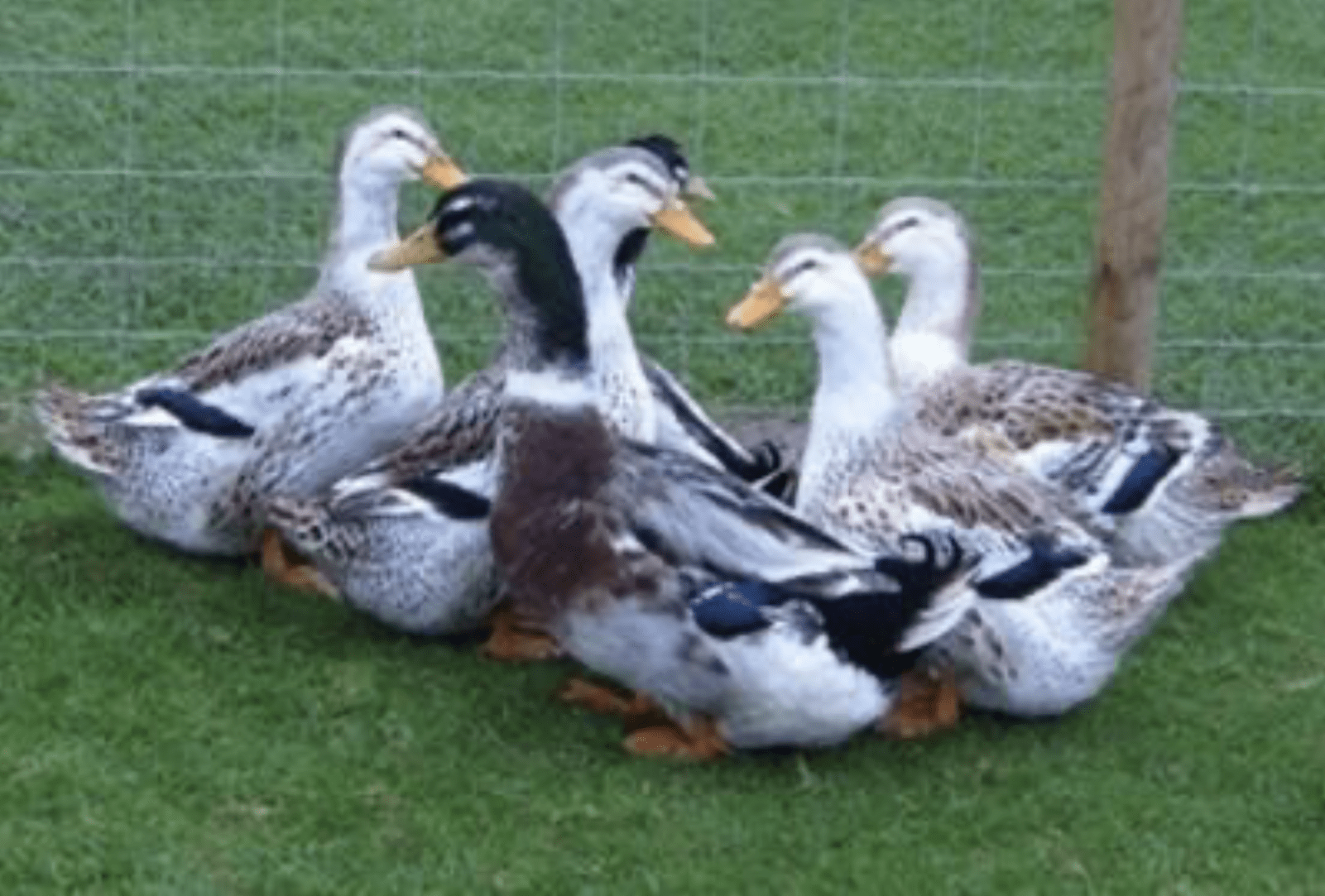 Silver Appleyard Ducks Dual-Purpose Ducklings