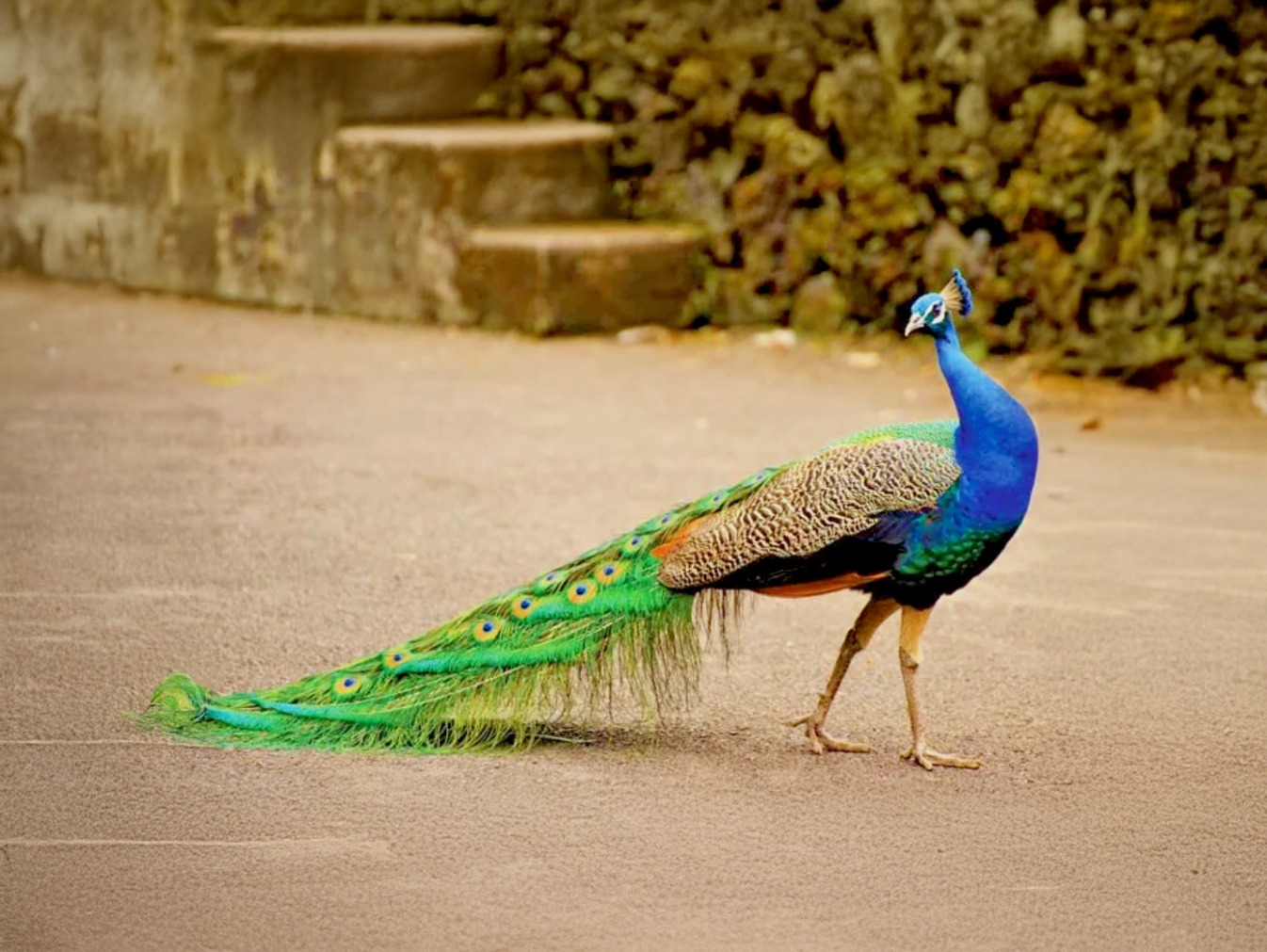 A vibrant peacock with iridescent blue feathers and an ornate green tail featuring eye-like patterns stands elegantly on a paved walkway.